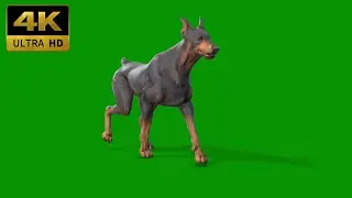 042 - Green Screen | Chroma Key | Animal 4K | Dog