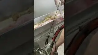 Hind hock chipping - Australia meat processing