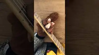 #basssquirrel plays: Heart of Glass by @BlondieMusicOfficial Original bassline by Nigel Harrison.