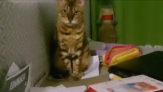 Alisa, bengal