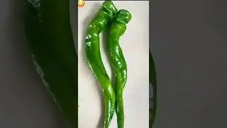 Ibu ibu info yang jual begini dong 