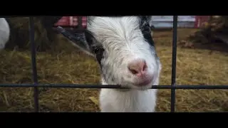 THE HANES CORN MAZE & TINY SHOP BAKERY VLOG (CORN MAZE VLOG)