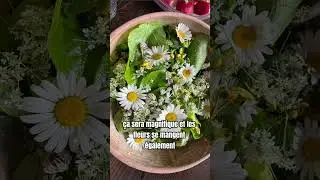 Boutons de marguerite comestibles