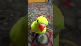 My parrot is very naughty//#shorts #youtubeshorts