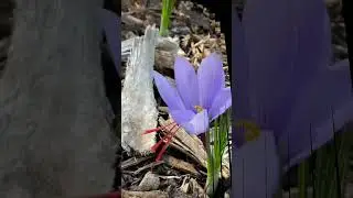 Why saffron is expensive ?