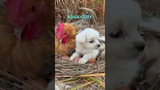 Chicken keeps Doggo warm ❤️