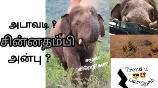 சின்னதம்பி/ மக்கள் பாசம்/ சமூக விரோதிகள்/ விவசாயிகள் எதிர்ப்பு/ Coimbatore Hero/ Translocating