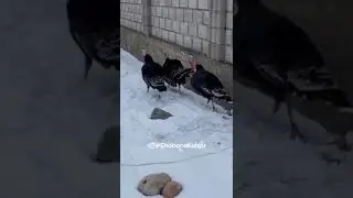 Bunaqasi Kam boladi. Qiziq a odam ovozini tushingandek.24 января 2023 г.
