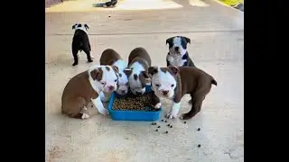 Boston Terrier Puppies are 6 Weeks old!!
