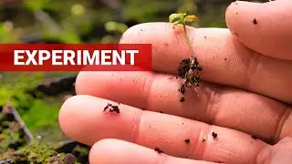 Clear Results! Seedling Soil Experiment