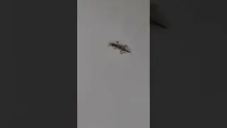 LIZARD EATING BABY LIZARD