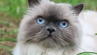 Cute Ragdoll Cat Lying on the Grass and Enjoying the Nice Weather!