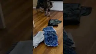 what's this? talking cat scared