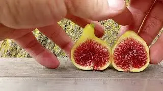 California grown Panache fig cutting video