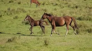 The cruel trade with pregnant mare blood in Uruguay and Argentina