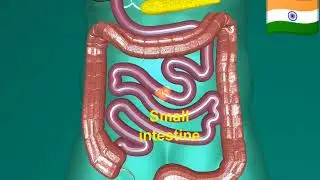 DIGESTIVE SYSTEM ❣️❣️