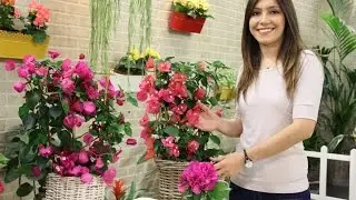 Begonvil (Bougainvillea) Yetiştirmenin Püf Noktaları! How to care Bougainvillea? (ENGLISH CC)
