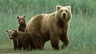 10 Amazing Facts About Bears