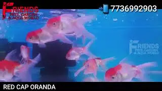 REDCAP ORANDA