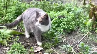 #Кошка