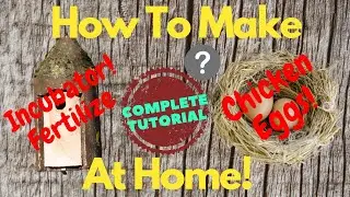 How to make an egg fertilizer at home! | Build an Incubator to hatch eggs! | Complete Tutorial!