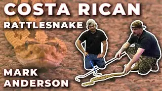 Costa Rican Rattlesnake (Francis) with Mark Anderson