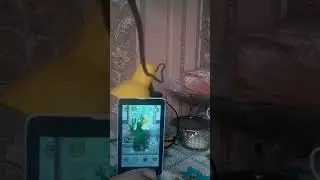 Говорящий Пьер