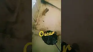 My Oscar fish feeding grasshoppershorts#
