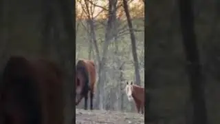 Wild horses 
