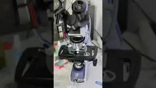 КЛЕТКИ ЛУКА ПОД МИКРОСКОПОМ