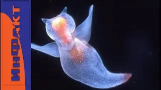 Ghostly animals
