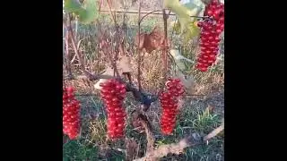 Долгожданные плоды после долгих старании😊🥰