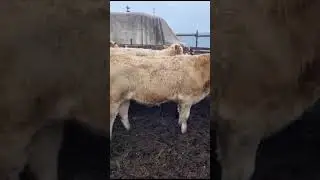 бычки симменталы