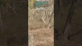 #wildlife #tiger #mudumalai #weekend #trip #ask2abi #trendingshorts #shortsfeed #travelvlog #viral
