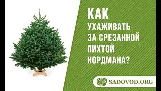 Как ухаживать за срезанной пихтой Нордмана (Датской елкой)