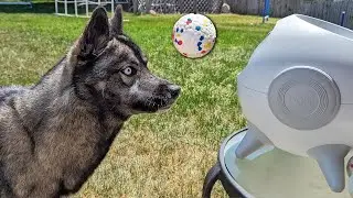 Will My Siberian Husky Fetch a Ball?