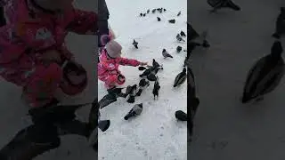 Утки. г. Новокузнецк 2021 год. декабрь