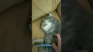 кот лодарь