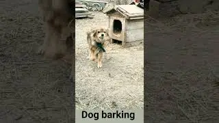 Dog barking short clip