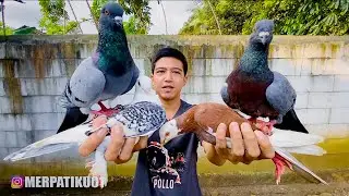 TES KECERDASAN MERPATI BARU