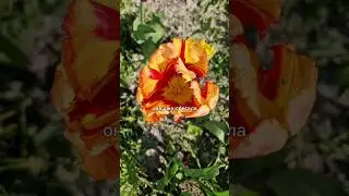 Умная женщина💃