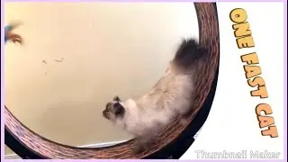 One Fast Cat Exercise Wheel Week 2