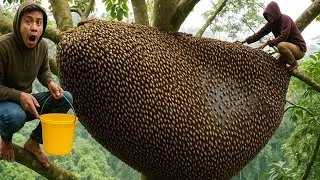 SURROUNDED BY BEES: 2 daring men startled 4 powerful hives deep in the forest