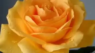 С днем рождения!