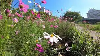 [GoPro HERO7]花をビデオ撮影