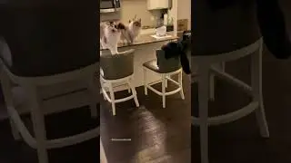 The reality of having a vocal cat 