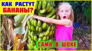 Do you know how to grow bananas? Video VLOG for KIDS