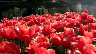 БУДУ Я САДОВНИКОМ!