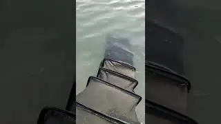 смотри, что поймал. Гигантская плотва на фидер. 15 кг #рыбалка #фидер #gerafishing