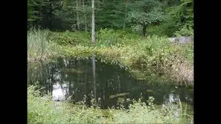 Pond Time Lapse Disappearing Algae 3
